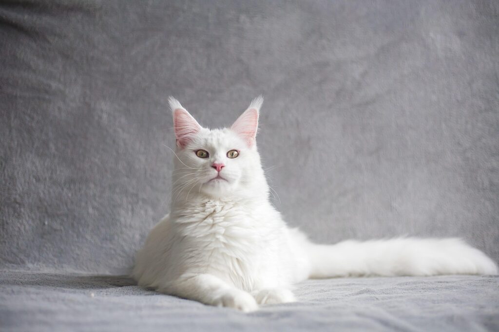 maine coon, cat, pet, white cat, purebred, animal, domestic cat, feline, nature, mammal, cute, adorable, furry, portrait