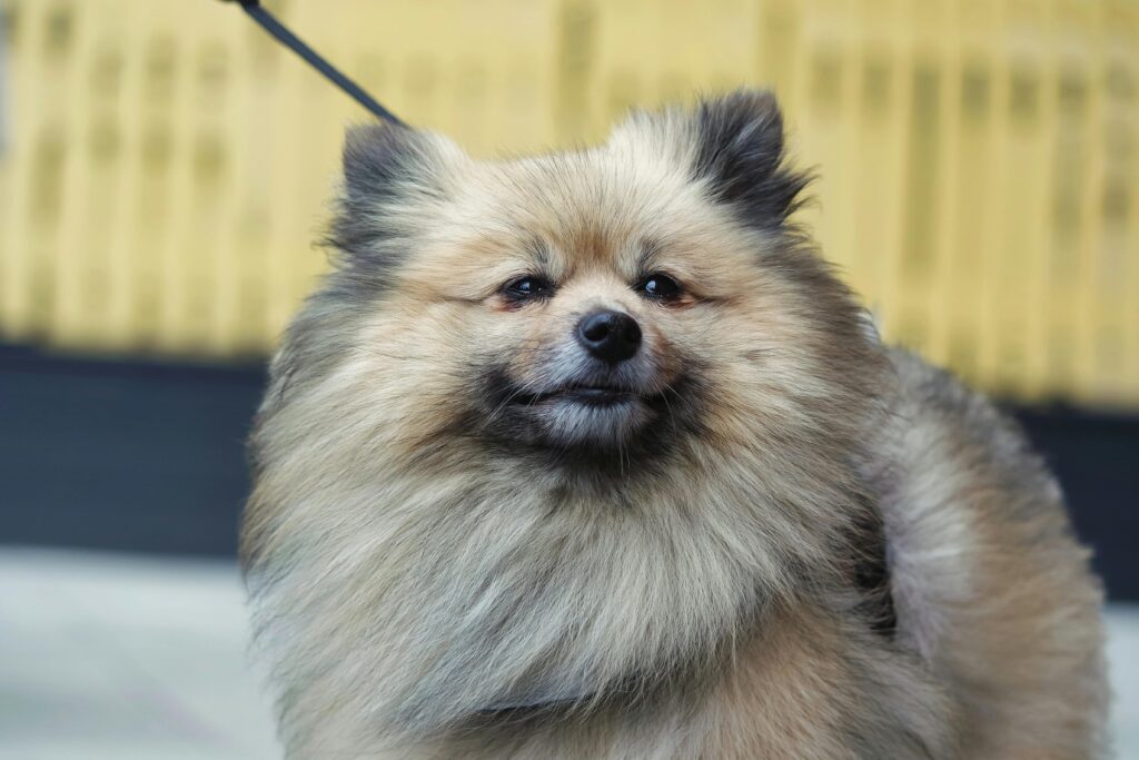 Close-up portrait of a fluffy Pomeranian dog with a blurred background, perfect for pet enthusiasts.
