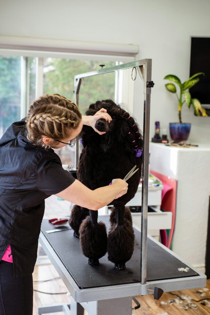 A groomer expertly trims a poodle on a grooming table indoors.