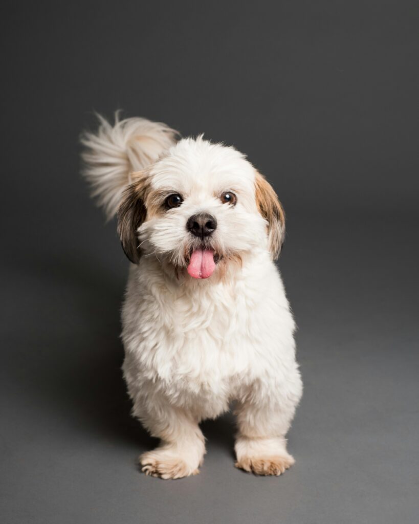 Charming Shih Tzu puppy with tongue out in a studio setting. Perfect for pet lovers.