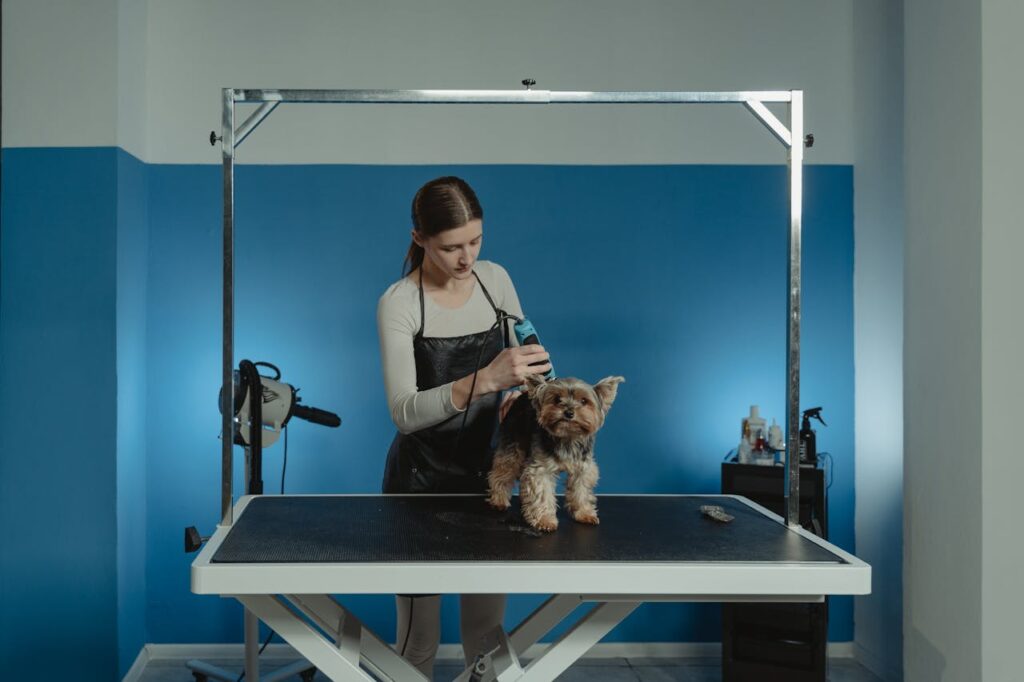 A skilled groomer trimming a cute Yorkshire Terrier in a pet salon.