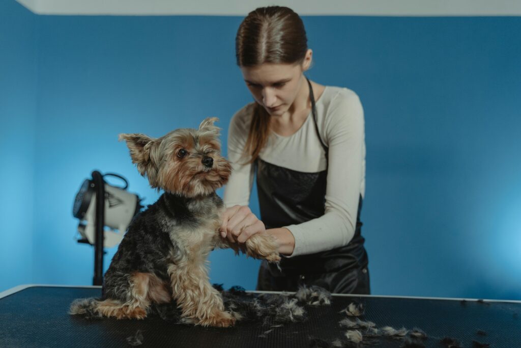 Professional groomer working on a Yorkshire Terrier's fur in a bright studio setting.